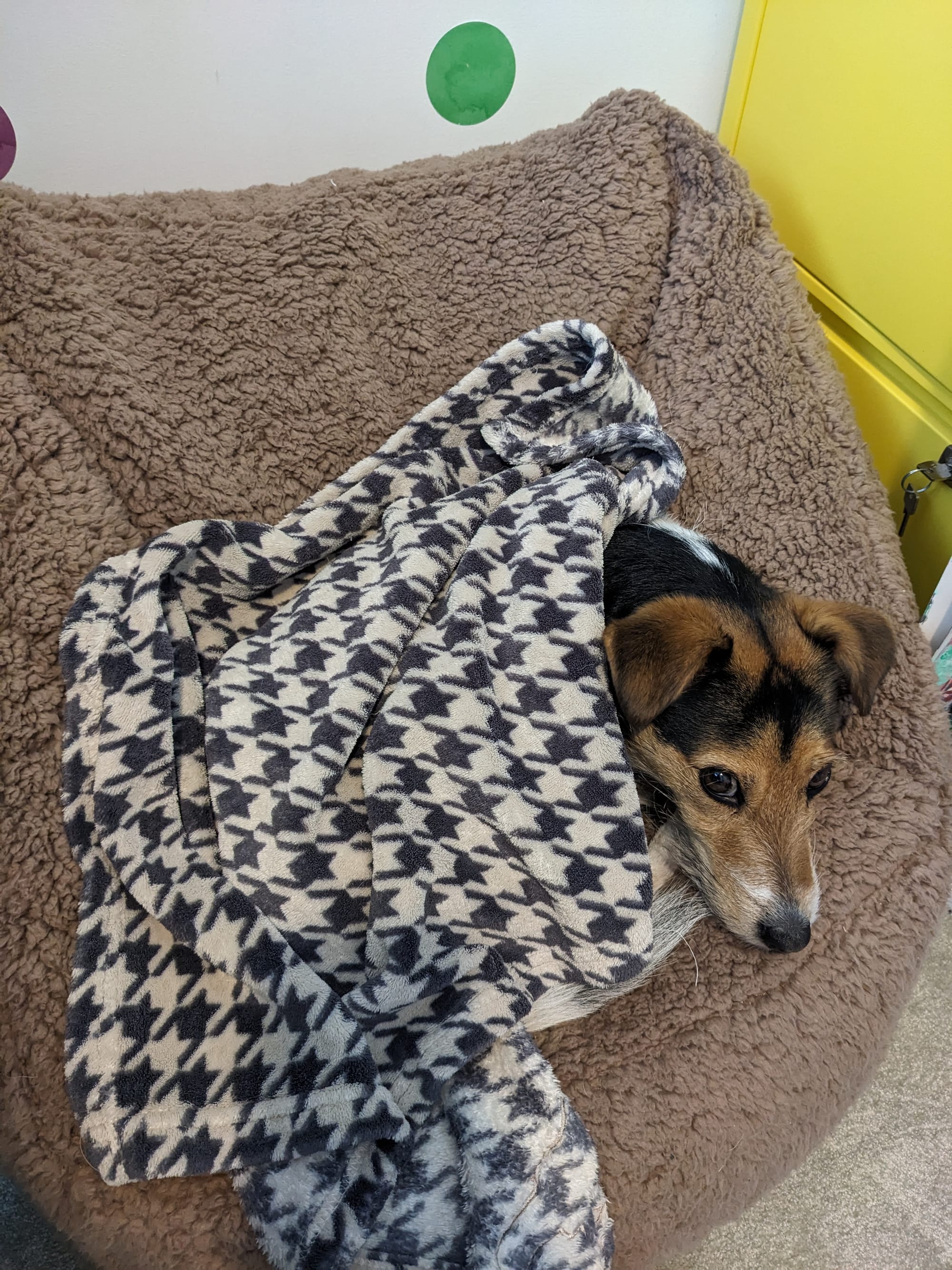 A black and tan jack russell terrier head peaks out from under a houndstooth blanket on a brown fluffy beanbag chair